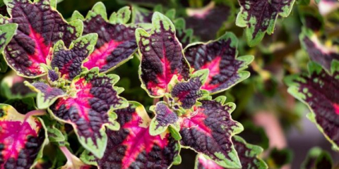 Цветна колеус - как да засадят и грижи за градинарството в къщата